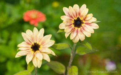 Fall Flowers, Happy Book News, & Other Assorted Tidbits