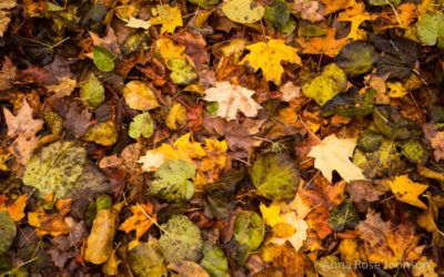 Orange Maples, Vintage Books, and Other Exciting News