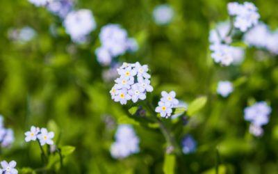 May Reading List & Garden Update